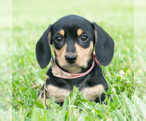 Medium Dachshund
