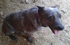 Small Photo #1 Australian Stumpy Tail Cattle Dog Puppy For Sale in APLINGTON, IA, USA