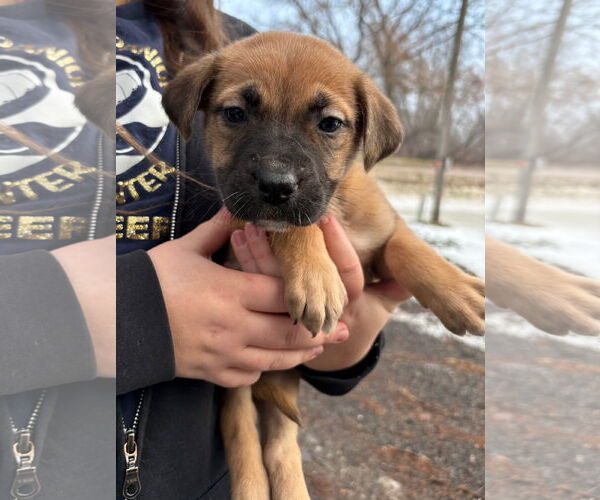 Medium Photo #2 Mastiff-Unknown Mix Puppy For Sale in Clarkston, MI, USA
