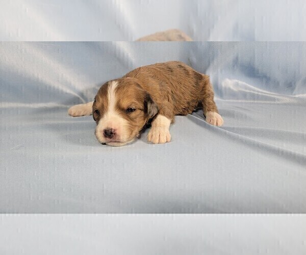 Medium Photo #75 Bernedoodle (Miniature) Puppy For Sale in BLACK FOREST, CO, USA