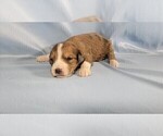 Small #8 Bernedoodle (Miniature)