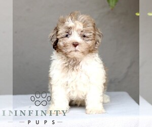 ShihPoo Puppy for sale in GORDONVILLE, PA, USA