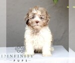 Small ShihPoo