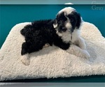 Puppy Puppy GRAY Portuguese Water Dog