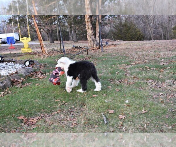 Medium Photo #42 Old English Sheepdog Puppy For Sale in MARIONVILLE, MO, USA