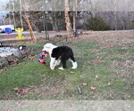 Small Photo #42 Old English Sheepdog Puppy For Sale in MARIONVILLE, MO, USA