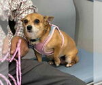 Small #2 Chihuahua Mix