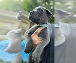 Small #6 Cane Corso