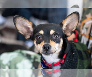 Chihuahua Dogs for adoption in Mundelein, IL, USA