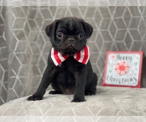 Pug Puppy for sale in LAKELAND, FL, USA