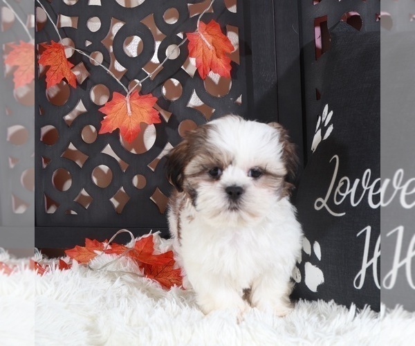 Medium Photo #4 Shih Tzu Puppy For Sale in MOUNT VERNON, OH, USA