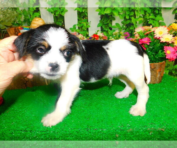 Medium Photo #2 Shih Tzu Puppy For Sale in HAMMOND, IN, USA