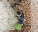 Small #2 Boxer-German Shepherd Dog Mix