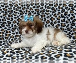 Small Photo #2 Lhasa Apso Puppy For Sale in LAKELAND, FL, USA
