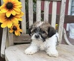 Small #1 Shih Tzu