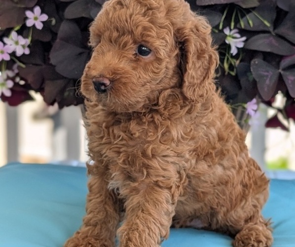 Medium Photo #37 Poodle (Toy) Puppy For Sale in GOSHEN, IN, USA