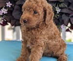 Small Photo #37 Poodle (Toy) Puppy For Sale in GOSHEN, IN, USA