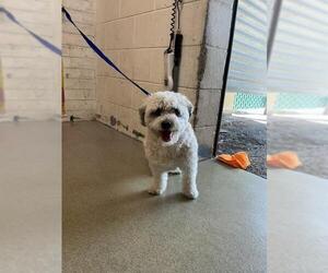 Poodle (Miniature)-Unknown Mix Dogs for adoption in San Bernardino, CA, USA