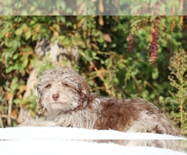 Medium Photo #6 ShihPoo Puppy For Sale in DYERSBURG, TN, USA