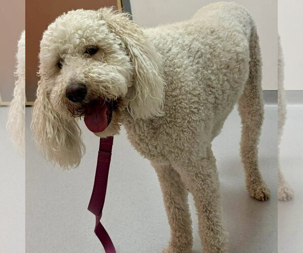 Medium Photo #2 Labradoodle Puppy For Sale in Spring Lake, NC, USA