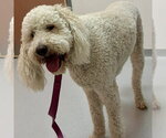 Small #1 Labradoodle