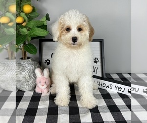Bernedoodle (Miniature) Puppy for sale in FRANKLIN, IN, USA