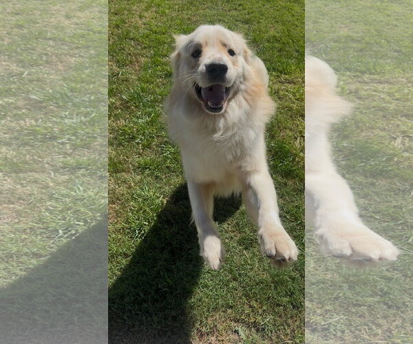 Medium Photo #2 Golden Pyrenees Puppy For Sale in Dallas, TX, USA