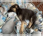Small Photo #5 German Shepherd Dog Puppy For Sale in Seattle, WA, USA