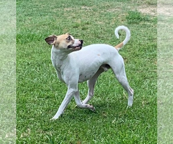 Medium Photo #27 Mutt Puppy For Sale in Spring, TX, USA