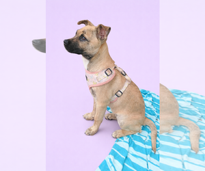 Black Mouth Cur-Labrador Retriever Mix Dogs for adoption in The Woodlands, TX, USA