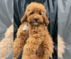 Goldendoodle (Miniature) Puppy for sale in IRVINE, CA, USA