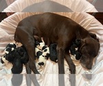 Small Photo #1 German Shorthaired Pointer Puppy For Sale in HARRIETTA, MI, USA