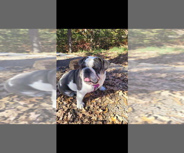 Medium Photo #1 English Bulldog Puppy For Sale in ARGYLE, TX, USA