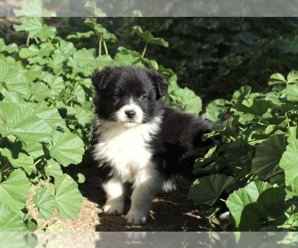 Medium Photo #5 Australian Shepherd Puppy For Sale in ACTON, CA, USA