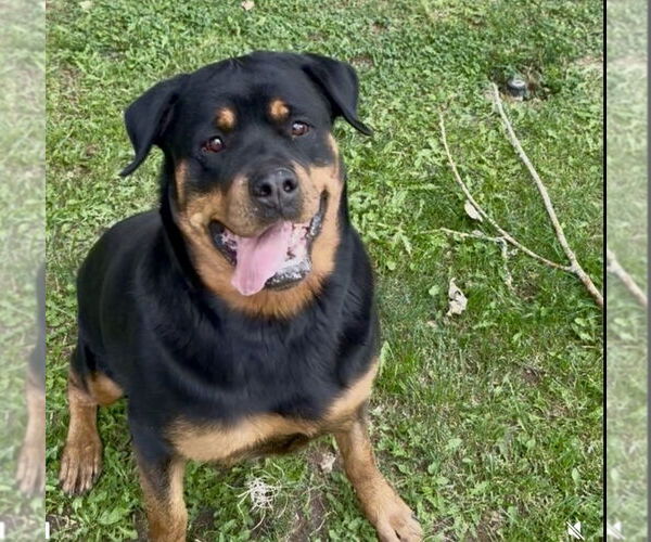 Medium Photo #2 Rottweiler Puppy For Sale in Gilbert, AZ, USA