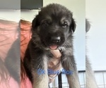 Puppy Puppy 7 DkBlue German Shepherd Dog