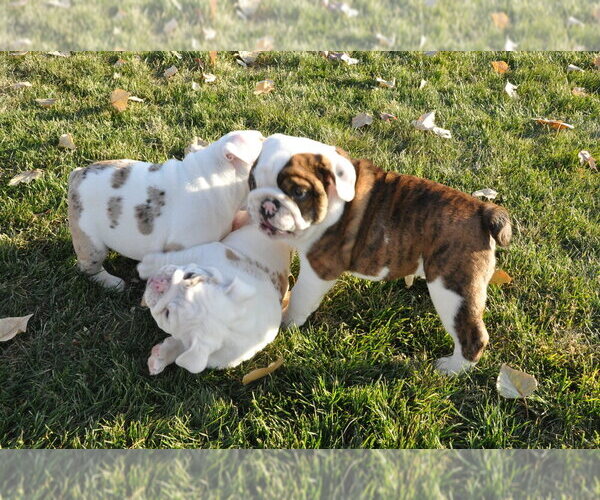 Medium Photo #8 English Bulldog Puppy For Sale in NAMPA, ID, USA