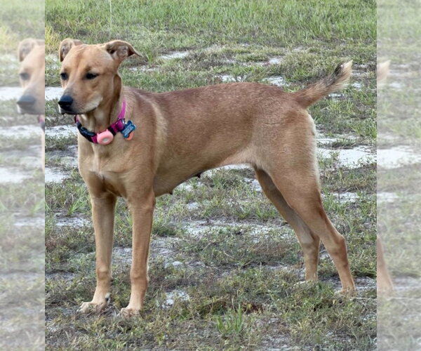 Medium Photo #3 Labrador Retriever-Retriever  Mix Puppy For Sale in Canton, CT, USA