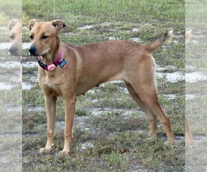 Max - Female Labrador Retriever-Retriever  Mix Dog for Adoption - Photo #3