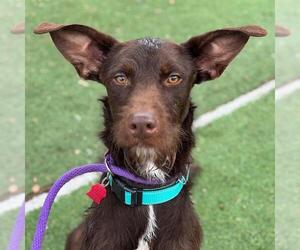 Wirehaired Pointing Poodle Dogs for adoption in San Diego, CA, USA
