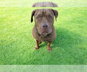 TEENY - Female Chinese Shar-Pei-Unknown Mix Dog for Adoption - Photo #2