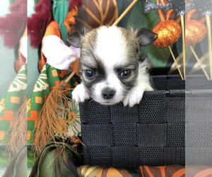 Chihuahua Puppy for sale in NEWVILLE, PA, USA