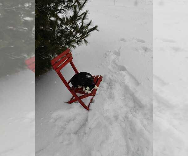 Medium Photo #9 Siberian Husky Puppy For Sale in AUBURN, NY, USA