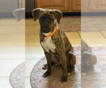 Small #4 Labrador Retriever Mix