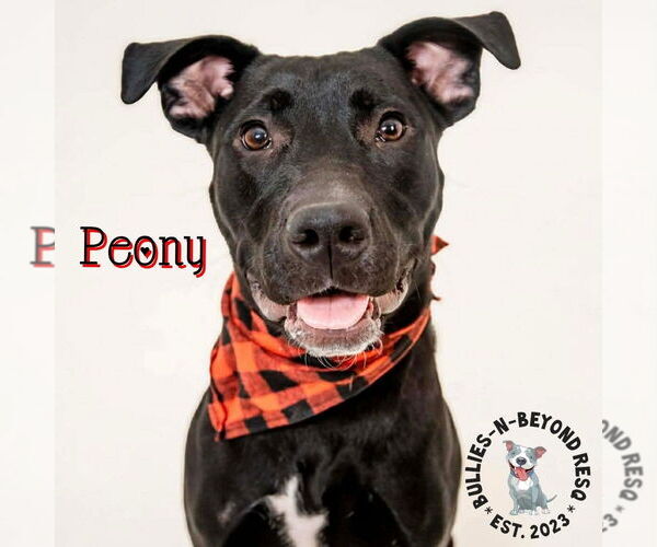 Medium Photo #12 Labrador Retriever-Staffordshire Bull Terrier Mix Puppy For Sale in Omaha, NE, USA