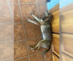 Small #5 Dachshund Mix