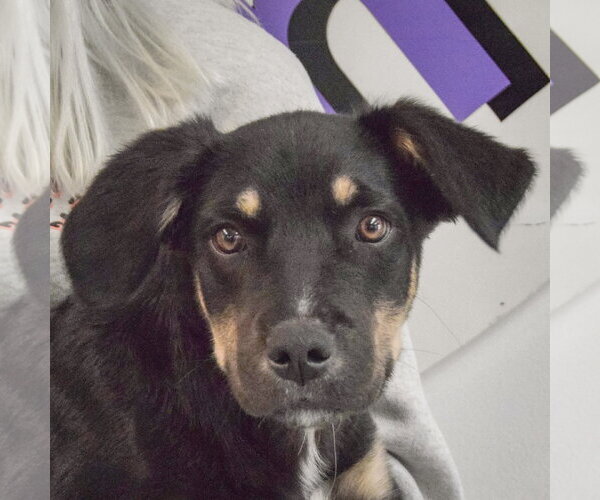 Medium Photo #2 German Shepherd Dog-Unknown Mix Puppy For Sale in Huntley, IL, USA