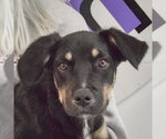Small #1 German Shepherd Dog Mix