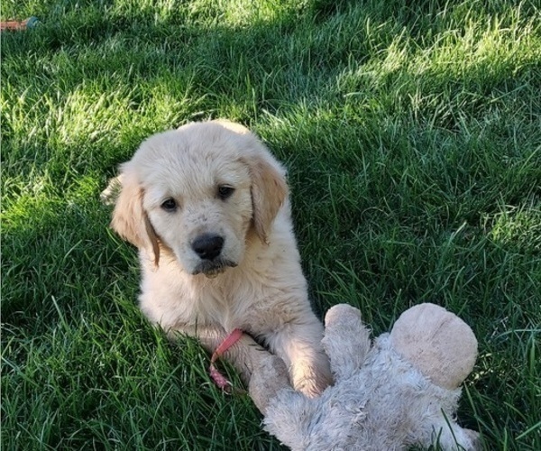 Medium Photo #1 Golden Retriever Puppy For Sale in MIDDLETON, ID, USA