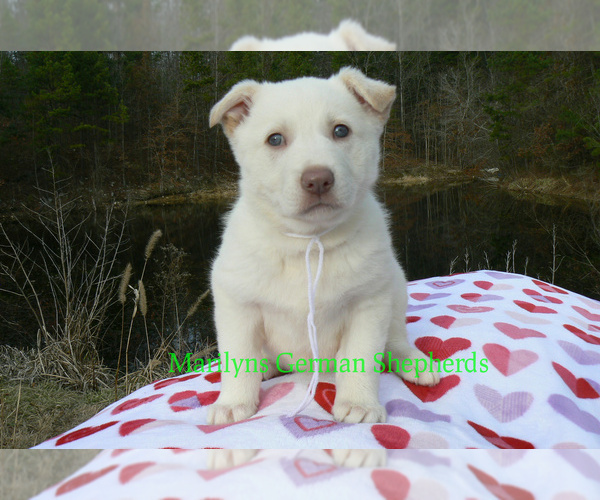 Medium Photo #2 German Shepherd Dog Puppy For Sale in PIEDMONT, MO, USA